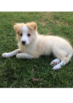 a white and brown dog laying on top of green grass