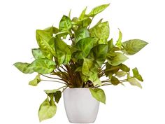 a potted plant with green leaves in it's white vase on a table