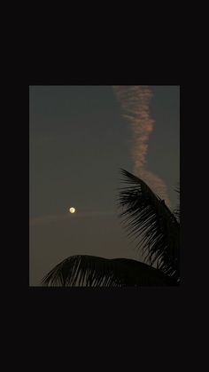 the moon is setting behind a palm tree