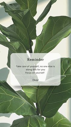 You can see plants in the background and
 A reminder to focus on yourself and selfcare Spring Aesthetic Widget Ideas, Natural Green Wallpaper, 2024 Iphone Wallpaper Aesthetic, April Vision Board Ideas, Romanticizing Life Wallpaper, Focus On Your Goals Wallpaper Aesthetic, Green 2024 Vision Board, Plants Vision Board, 2024 Vision Board Green Aesthetic