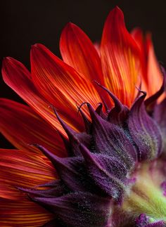 an orange and purple flower with green tips