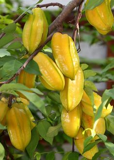 some yellow fruit hanging from a tree with green leaves