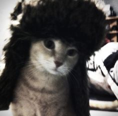 a cat wearing a furry hat on top of it's head