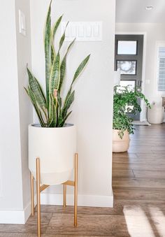 a potted plant sitting on top of a wooden stand next to a white wall