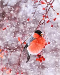 a red bird sitting on top of a tree branch with berries hanging from it's branches