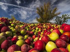 a large pile of red and green apples under a blue sky with trees in the background