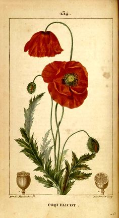 an old book with two red flowers and green leaves on the front cover, in color