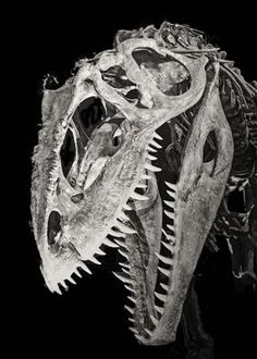 a black and white photo of a dinosaur skeleton with its mouth open, showing the teeth