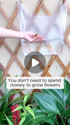 Amazing Garden | Tips for growing trees to save money #backyardgardening #gardeninglife #vegetablegardening #vegetablegarden #gardeningtips #gardeninglove... | Instagram Walmart Rugs, Planting Food, Plant Starters, 2024 Tips, Flower Planting Guide, Garden Hacks Diy, Growing Trees, Plant Tips, Garden Bugs