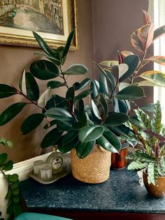 some plants are sitting on a table in front of a window with a blue chair