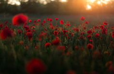 a field full of red flowers with the sun setting in the backgrouds