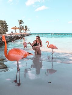 a woman kneeling down next to flamingos in the water on a beach with palm trees