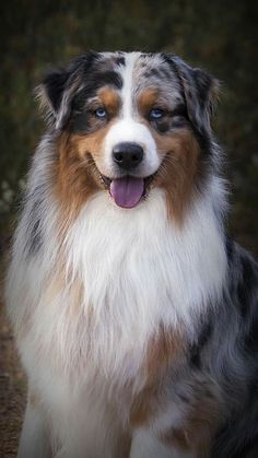 a close up of a dog with its tongue out