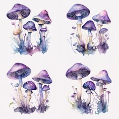 four different types of mushrooms painted in watercolor