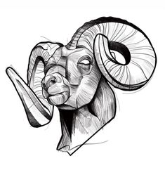 an ink drawing of a ram's head