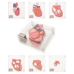 a set of cut out images of human heart, lungs and other medical objects on display