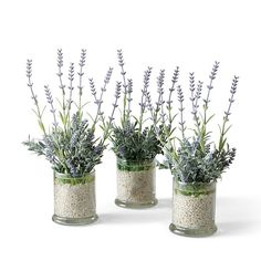 three glass vases with lavender plants in them