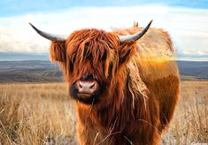 an animal with horns standing in the middle of a field