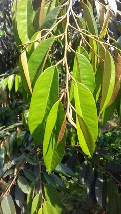 green leaves hanging from a tree in the sun