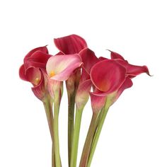 Calla Lily Red Charm - 10 Stem Bunch