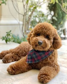 a brown poodle laying on the ground wearing a plaid bandana and looking at the camera