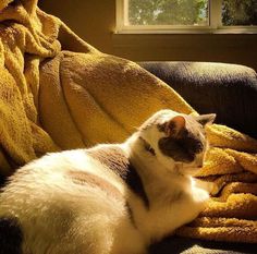 a cat laying on top of a couch next to a yellow blanket and a window