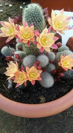 a potted plant with yellow and pink flowers