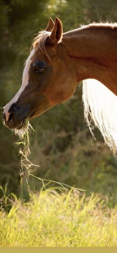 a brown horse with white mane standing in tall grass and looking off into the distance