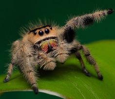 a close up of a jumping spider on a green leaf with its eyes wide open