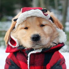 a golden retriever dog wearing a red and white jacket with the words it's cold outside