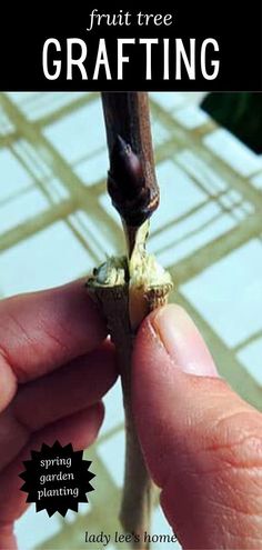 a hand holding a small piece of fruit with the words fruit tree grafting above it