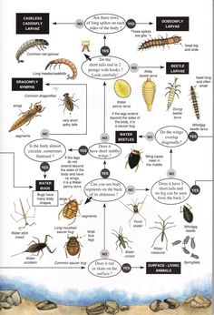 an insect life cycle with different types of bugs and other insects on the same page