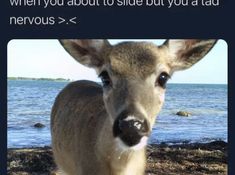 a deer standing on top of a sandy beach next to the ocean with an instagram caption above it