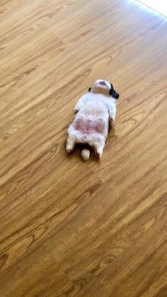 a small white dog laying on top of a wooden floor