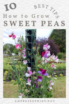 flowers growing in a garden with the title 10 best tips how to grow sweet peas