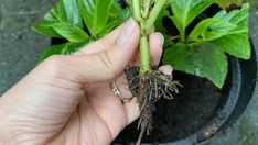 a person holding up a plant with roots