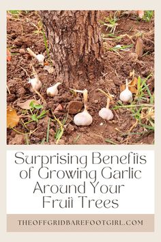 garlic growing in the ground with text saying surprising benefits of growing garlic around your fruit trees