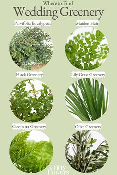 A Graphic That Says Where To Find Wedding Greenery With 6 Different Varieties Of Wedding Greenery.