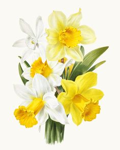 a bouquet of yellow and white daffodils on a white background with green leaves