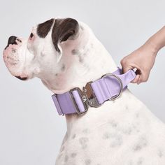 the dog is wearing a purple collar and has it's paw on its owner's hand