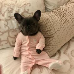 a small black dog sitting on top of a bed next to pillows and pillow cases