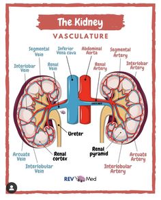 the kidney is an organ in which blood travels through the circulatoral artery