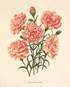 an illustration of pink flowers with green leaves