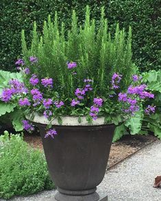 a potted plant with purple flowers in it on top of a cement walkway next to some bushes