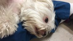 a small white dog laying on top of a person's leg wearing blue pants