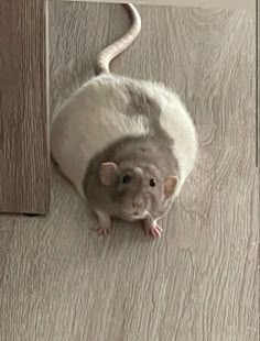 a white rat sitting on the floor looking up at something in front of it's head