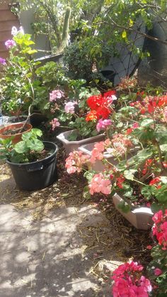 many different types of flowers in pots on the ground