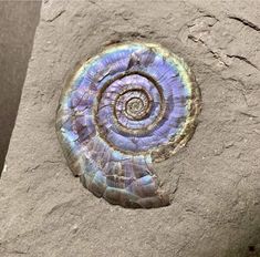 an ammonite shell is shown in the sand on top of a stone slab