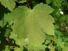 a green leaf hanging from a tree branch