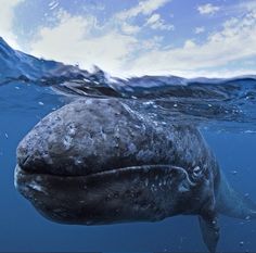 a large gray whale swimming in the ocean